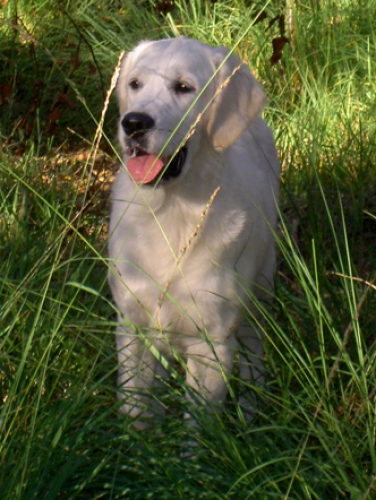 PICT5165_ram.jpg