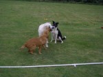 Hundbus