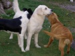 Hundbus