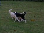 Hundbus