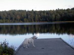 Ludde på bryggan