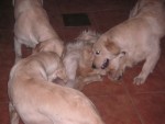 Hundbus