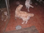 Hundbus