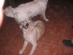 Hundbus