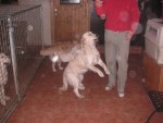 Hundbus