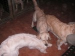Hundbus