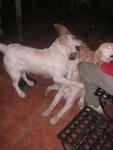 Hundbus