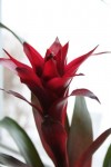 Blomma