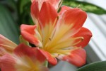 Clivia