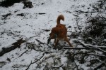 Falkor med fasanen