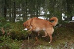 Apportering 8 avslutning
