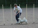 Avslutning hundkurser