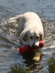 Hundbad