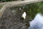 Ankmatning