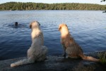 Hundbad och picnic