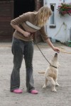 Kennel work