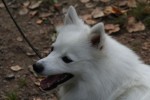 Agility forts. 2