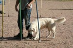 Agility 3