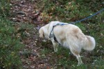 Agility och spår