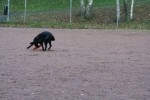 Lassie apporterar