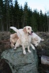 Promenad i Hindås