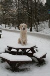 Snöig promenad