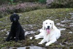 Nemi och Ludde