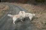 Dexter och Ludde brottas