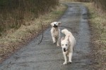 Dexter springer med en stor pinne