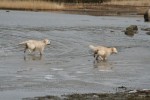 Dexter och Ludde springer i havet