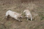 Dexter och Ludde vid havet