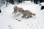 Snöbus