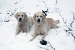 Sn&ouml;promenad