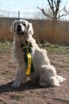 Dexter med viltspårschampionrosetten