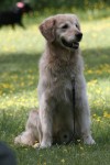 Clareberg Golden