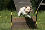 Cesar hopp apport