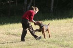 Airedaleterrier