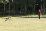 Airedaleterrier