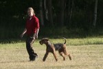 Airedaleterrier