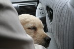 Sover i bilen