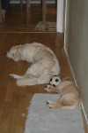 Sover hemma