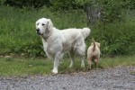 Ludde och Diesel