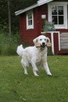 Ludde med apportbocken