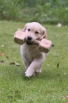 Apportbocken