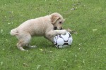 Diesel leker med fotbollen