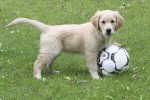 Diesel leker med fotbollen