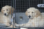 Diesel och Freja i bilen