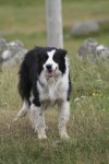 Border collies