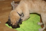 Diesel och Mini busar