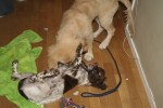 Diesel och Mini busar